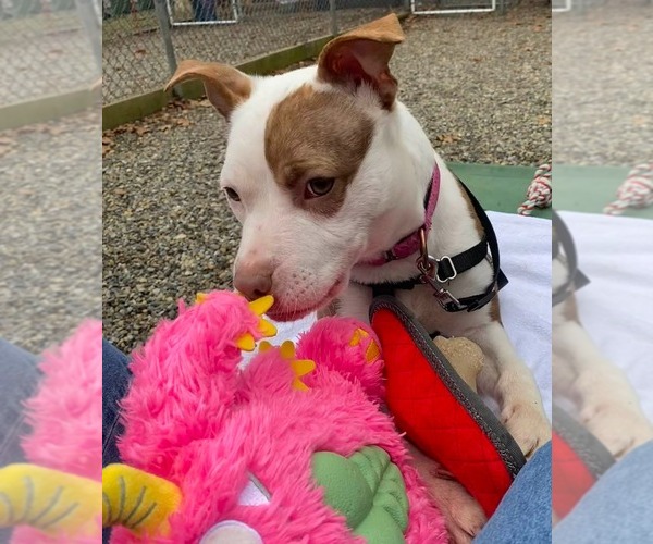 Medium Photo #2 American Staffordshire Terrier Puppy For Sale in Sayreville, NJ, NJ, USA