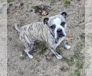 Bulldog-Unknown Mix Dogs for adoption in Jackson, NJ, USA