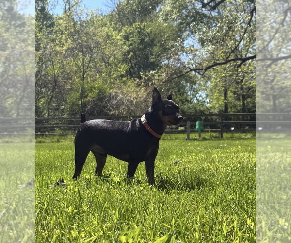 Medium Photo #8 Miniature Pinscher Puppy For Sale in Fort Wayne, IN, USA