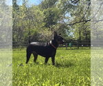 Small #7 Miniature Pinscher