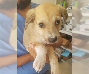 Dallas - Male Retriever -Unknown Mix Dog for Adoption - Photo #4