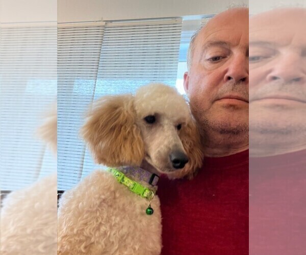 Medium Photo #4 Poodle (Miniature) Puppy For Sale in EAST AMHERST, NY, USA