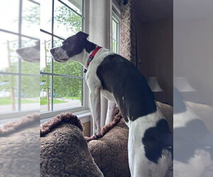 Cooper Lizman - Male Pointer-Unknown Mix Dog for Adoption - Photo #19