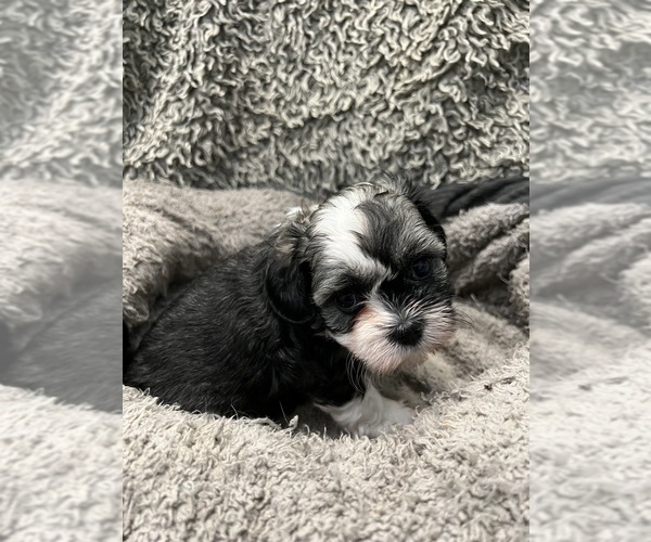 Medium Photo #26 Zuchon Puppy For Sale in RENO, NV, USA
