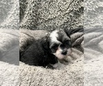 Small Photo #26 Zuchon Puppy For Sale in RENO, NV, USA