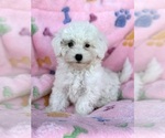 Small Photo #1 Maltipoo Puppy For Sale in CHARLESTON, WV, USA