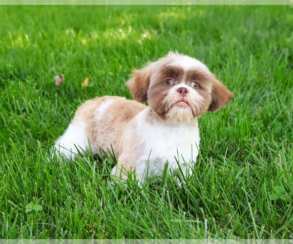 Medium Photo #9 Shih Tzu Puppy For Sale in SYRACUSE, IN, USA