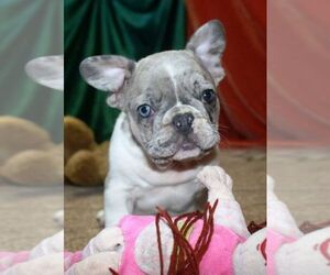 French Bulldog Puppy for sale in TAMPA, FL, USA