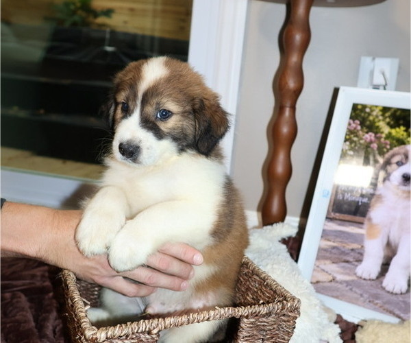 Medium Photo #5 Australian Shepherd Puppy For Sale in LEXINGTON, SC, USA