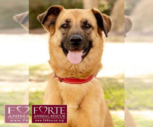 Labrador Retriever-Unknown Mix Dogs for adoption in Marina del Rey, CA, USA