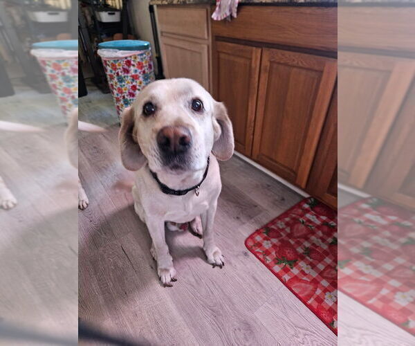 Medium Photo #1 Labrador Retriever Puppy For Sale in TAMPA, FL, USA