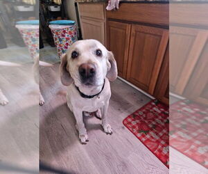 Father of the Labrador Retriever puppies born on 03/15/2026