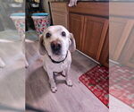 Small Photo #1 Labrador Retriever Puppy For Sale in TAMPA, FL, USA