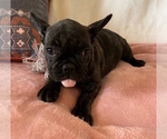 Small Photo #4 French Bulldog Puppy For Sale in CHARLESTON, SC, USA