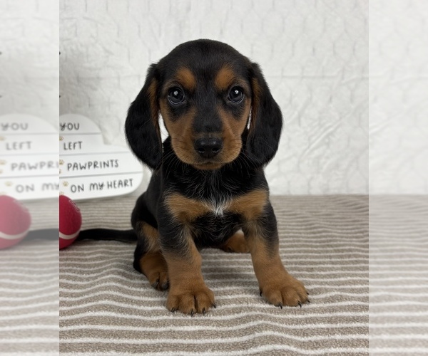 Medium Photo #3 Dachshund Puppy For Sale in GREENFIELD, IN, USA