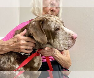 Jasper - Male Catahoula Leopard Dog-Unknown Mix Dog for Adoption - Photo #7
