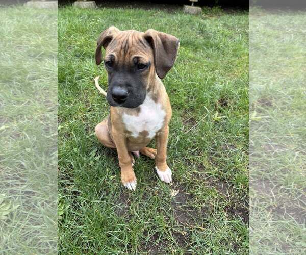 Medium Photo #3 Boxer-Greater Swiss Mountain Dog Mix Puppy For Sale in Stanwood, WA, USA
