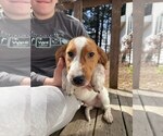 Puppy 2 Australian Cattle Dog-Treeing Walker Coonhound Mix