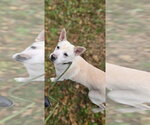 Small #2 Shepradors