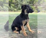 Small #3 German Shepherd Dog