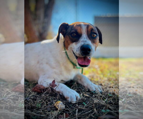 Medium Photo #1 Mutt Puppy For Sale in Pacolet, SC, USA