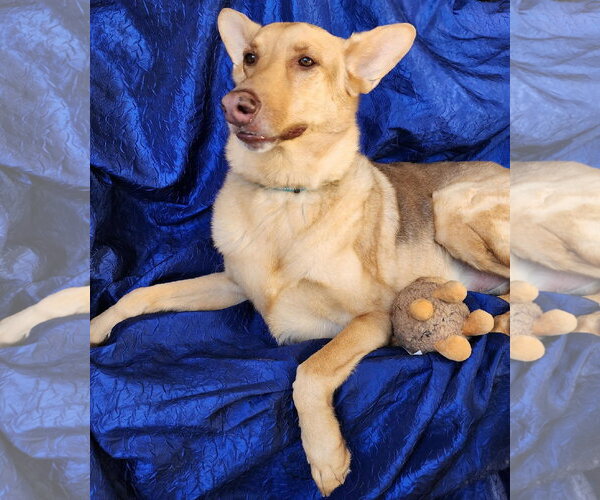 Medium Photo #4 Gerberian Shepsky Puppy For Sale in Cuba, NY, USA