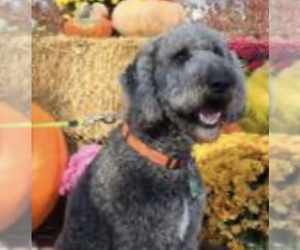 Father of the Goldendoodle mix (+ Poodle Standard) puppies born on 09/06/2025