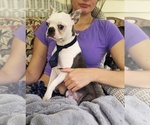 Small #6 Boston Terrier