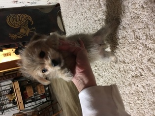Malchi Puppy for sale in SYLVA, NC, USA