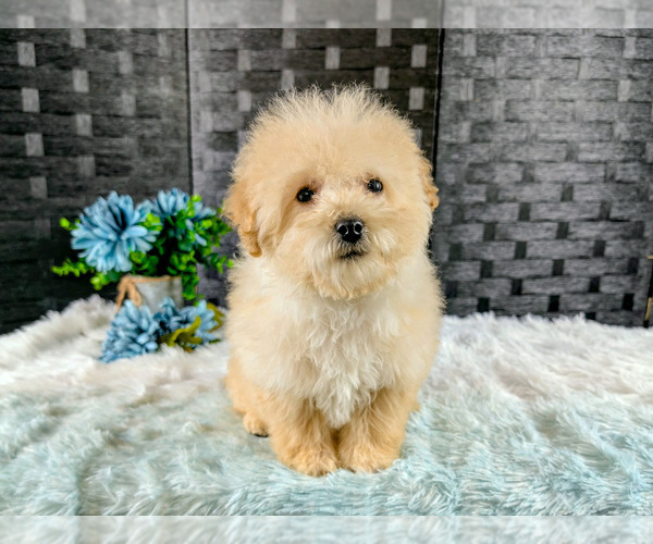 Medium Photo #2 Poochon Puppy For Sale in CAPAC, MI, USA
