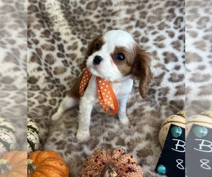 Cavalier King Charles Spaniel Puppy for Sale in ABILENE, Texas USA