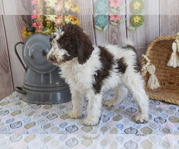 Medium Photo #2 Poodle (Standard) Puppy For Sale in MONETT, MO, USA