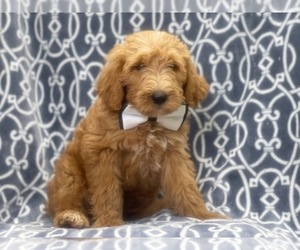 Labradoodle Puppy for sale in LAKELAND, FL, USA