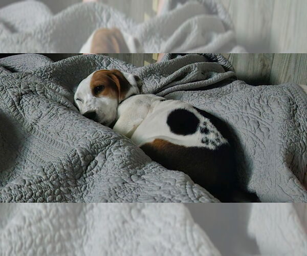 Medium Photo #4 Bagle Hound Puppy For Sale in Dunnellon, FL, USA