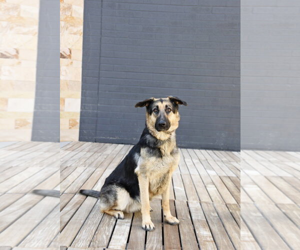 Medium Photo #14 German Shepherd Dog Puppy For Sale in Sandy, UT, USA