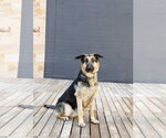 Small #13 German Shepherd Dog