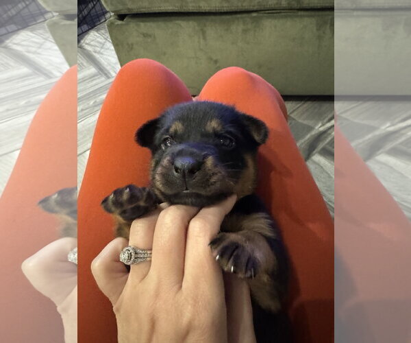 Medium Photo #1 Labrador Retriever-Unknown Mix Puppy For Sale in The Woodlands, TX, USA