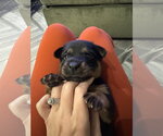 Small Labrador Retriever Mix