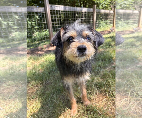Medium Photo #3 Mutt Puppy For Sale in Pacolet, SC, USA