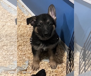 German Shepherd Dog Puppy for sale in GREENVILLE, PA, USA