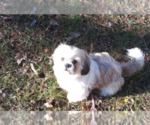 Small Photo #1 Shih Tzu Puppy For Sale in PRINCETON, IN, USA