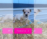 Small Photo #5 Australian Cattle Dog Puppy For Sale in TOPPENISH, WA, USA