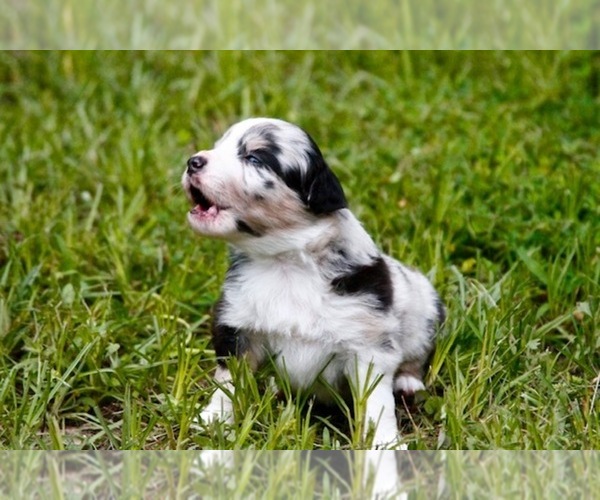 Medium Photo #1 Miniature Australian Shepherd Puppy For Sale in MAGNOLIA, TX, USA