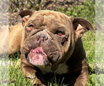 Small Bulldog Mix