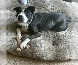 Mutt Dogs for adoption in New Oxford , PA, USA