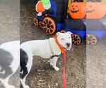 Small Photo #4 American Pit Bull Terrier Puppy For Sale in Santa Barbara, CA, USA