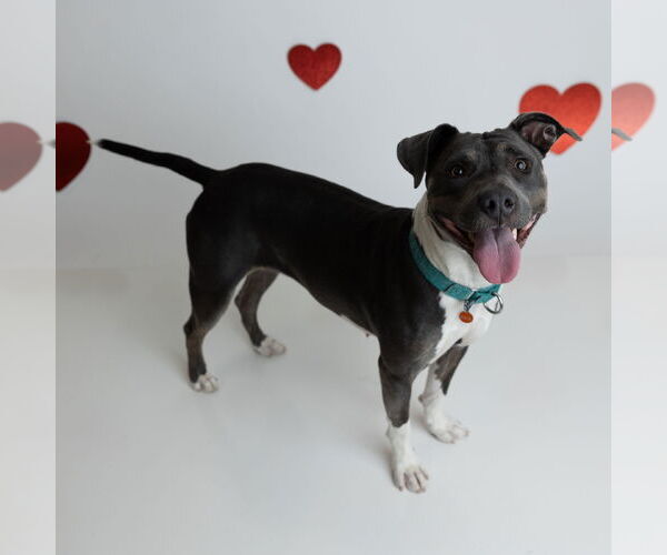 Medium Photo #17 American Pit Bull Terrier Puppy For Sale in Fargo, ND, USA