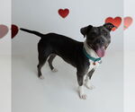 Small #16 American Pit Bull Terrier