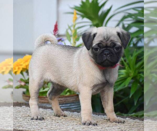 Medium Photo #1 Pug Puppy For Sale in HONEY BROOK, PA, USA