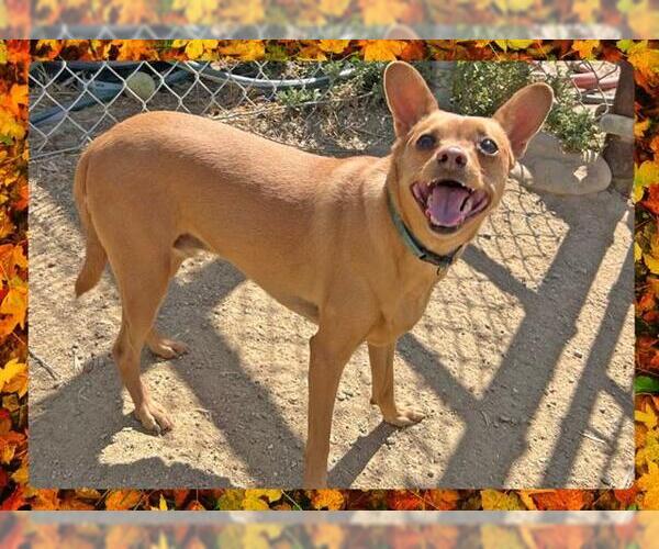 Medium Photo #3 Chihuahua Puppy For Sale in Ojai, CA, USA